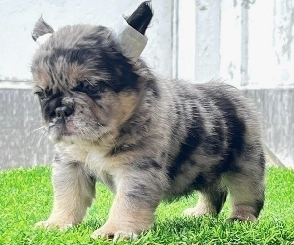 Medium Photo #4 French Bulldog Puppy For Sale in ANDERSONVILLE, TN, USA