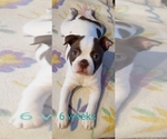 Small Photo #1 Boston Terrier Puppy For Sale in OLDTOWN, ID, USA