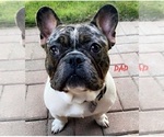 Small Photo #1 French Bulldog Puppy For Sale in TRACY, CA, USA