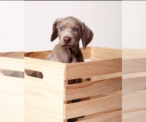 Weimaraner Puppy for sale in SAUK CENTRE, MN, USA
