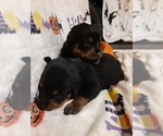 Small Photo #3 Rottweiler Puppy For Sale in VANCOUVER, WA, USA