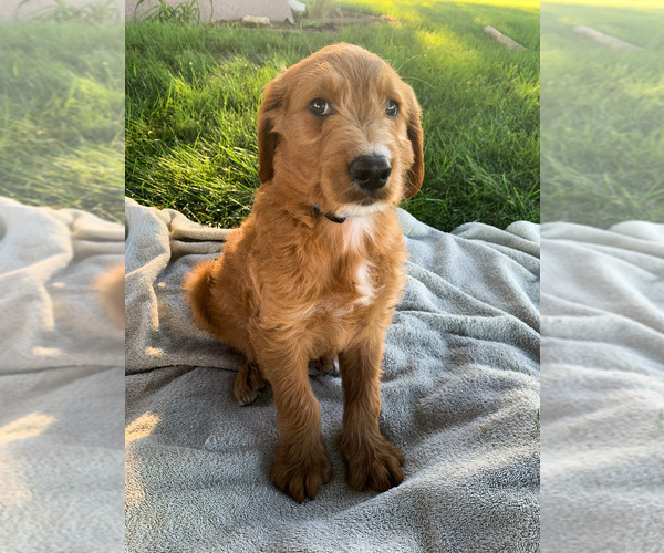 Medium Photo #2 Goldendoodle Puppy For Sale in HOPKINTON, IA, USA