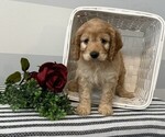 Small #2 Cavapoo