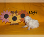 Small Photo #6 Poodle (Toy) Puppy For Sale in CHANUTE, KS, USA
