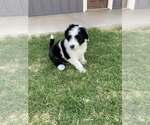 Small Photo #2 Sheepadoodle Puppy For Sale in CANYON, TX, USA