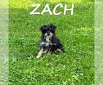 Small #2 YorkiePoo