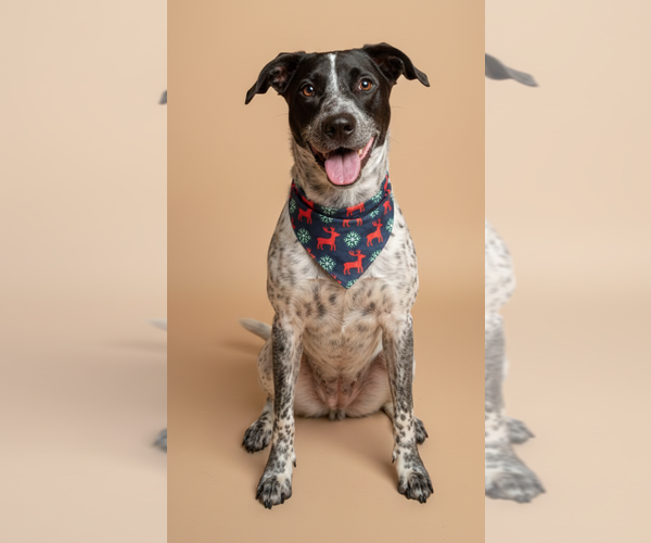 Medium Photo #1 Texas Heeler-Unknown Mix Puppy For Sale in Chandler, AZ, USA