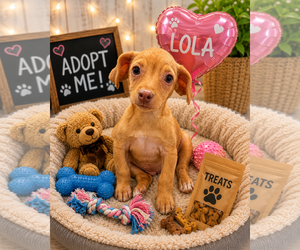 Chihuahua-Unknown Mix Dogs for adoption in Queen Creek, AZ, USA
