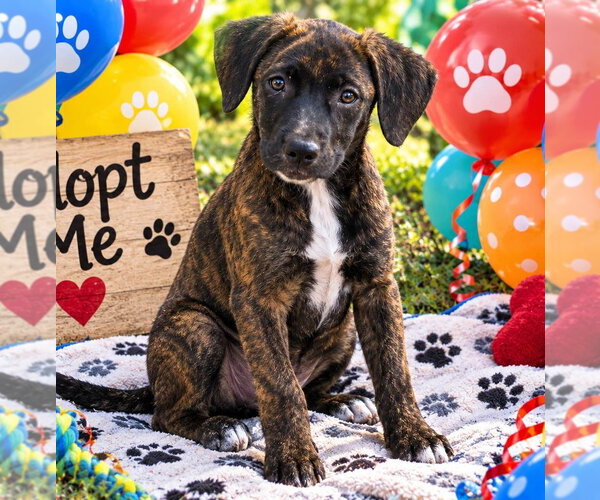 Medium Photo #1 Mutt Puppy For Sale in Yardley, PA, USA