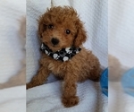 Small Photo #6 Poodle (Toy) Puppy For Sale in BUFFALO, MO, USA