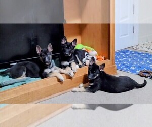 German Shepherd Dog-Siberian Husky Mix Puppy for Sale in LAURENS, South Carolina USA