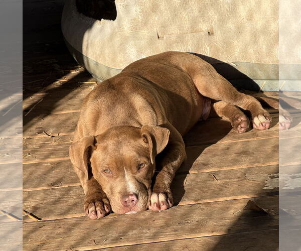 Medium Photo #1 American Pit Bull Terrier-Unknown Mix Puppy For Sale in Rockaway, NJ, USA