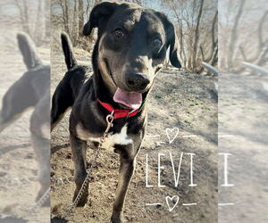 Labrador Retriever-Unknown Mix Dogs for adoption in Monte Vista, CO, USA