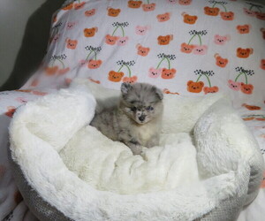 Pomeranian Puppy for Sale in COOKEVILLE, Tennessee USA