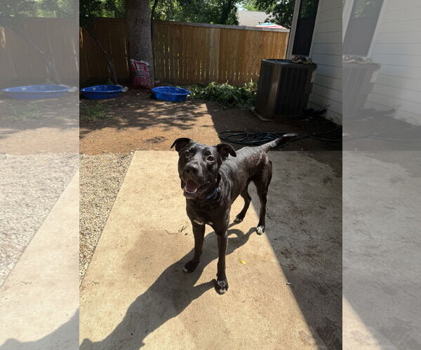 Medium Photo #2 Labrador Retriever-Unknown Mix Puppy For Sale in Dallas, TX, USA