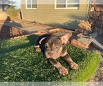 Small #8 French Bulldog