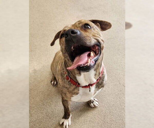 Medium Photo #6 Staffordshire Bull Terrier-Unknown Mix Puppy For Sale in Oskaloosa, IA, USA