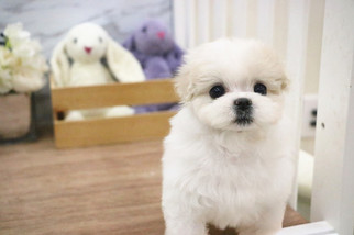 Maltese Puppy for sale in SAN FRANCISCO, CA, USA