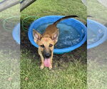 Small #11 German Shepherd Dog Mix