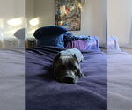 Small #3 American Pit Bull Terrier Mix