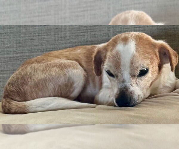 Medium Photo #5 Chihuahua Puppy For Sale in Boonton, NJ, USA