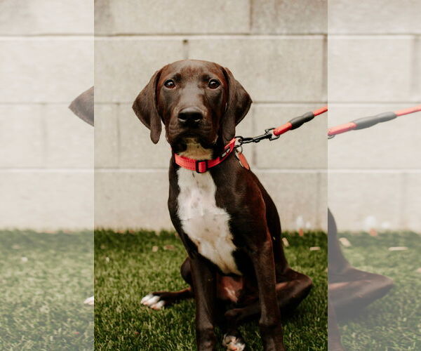 Medium Photo #8 Labrador Retriever-Unknown Mix Puppy For Sale in Holly Springs, NC, USA