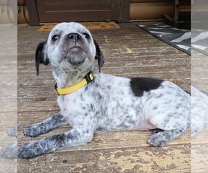Dachshund-Unknown Mix Dogs for adoption in Aurora, IN, USA