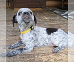 Small Dachshund Mix