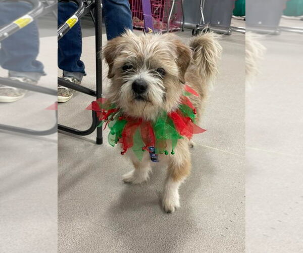 Medium Photo #8 Mutt Puppy For Sale in Fenton, MO, USA