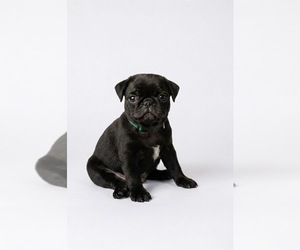 Medium Pug