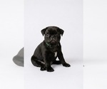 Puppy Puppy 3 Pug
