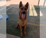 Small #4 German Shepherd Dog Mix