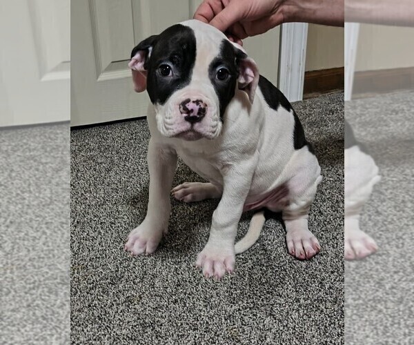 Medium Photo #1 American Bulldog Puppy For Sale in BLUE SPRINGS, MO, USA