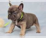 Small #6 French Bulldog