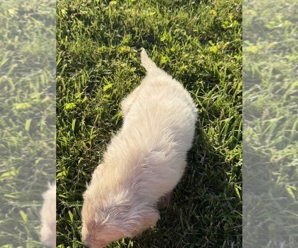 Medium Photo #4 Golden Retriever Puppy For Sale in TOLEDO, OH, USA