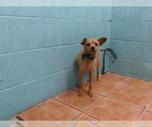 Mutt Dogs for adoption in Downey, CA, USA