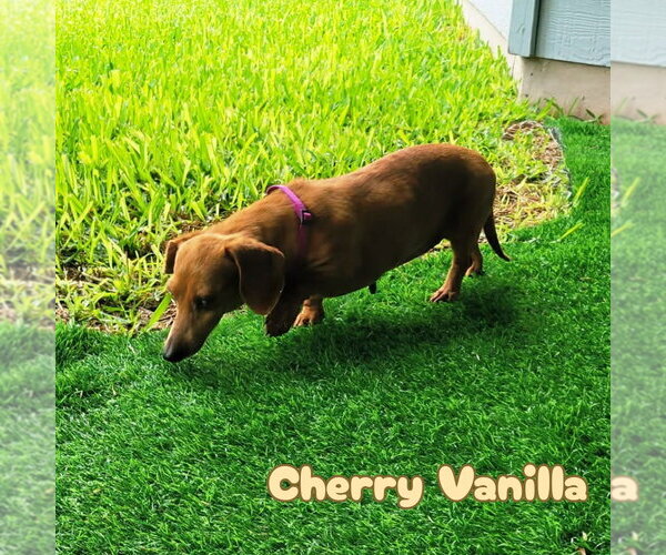 Medium Photo #3 Dachshund Puppy For Sale in San Antonio, TX, USA