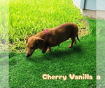 Small #2 Dachshund