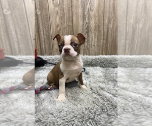 Boston Terrier Puppy for sale in MYRTLE, MO, USA