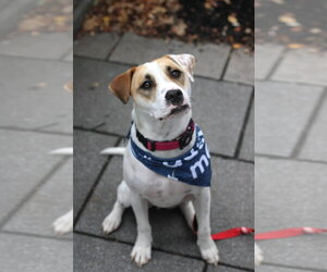 Apache - Little Trooper - Male Bull Terrier-Pointer Mix Dog for Adoption - Photo #12