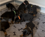 Small #16 Doberman Pinscher