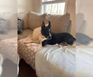 Boston Terrier Dogs for adoption in Woodbury, NY, USA