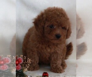 Bichpoo-Poodle (Miniature) Mix Puppy for sale in FREDERICKSBURG, OH, USA