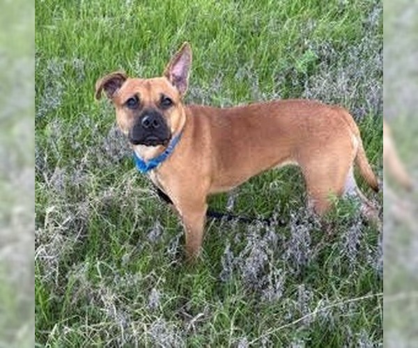 Medium Photo #2 Mutt Puppy For Sale in Canton, CT, USA