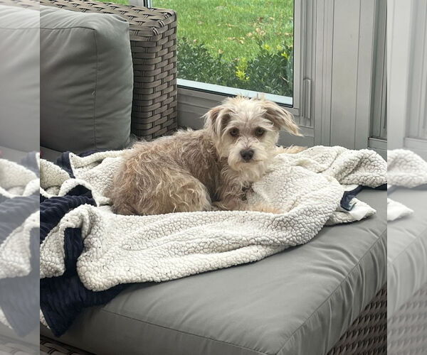 Medium Photo #2 Mutt Puppy For Sale in Grafton, WI, USA