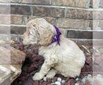 Small Photo #2 Goldendoodle Puppy For Sale in LICKING, MO, USA