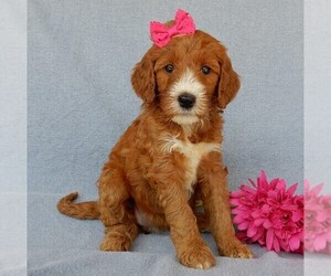 Goldendoodle Puppy for sale in MILLERSBURG, OH, USA