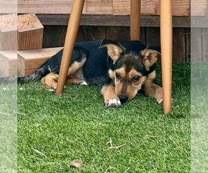 Mutt Dogs for adoption in San Juan Capistrano, CA, USA