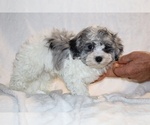 Small #16 ShihPoo