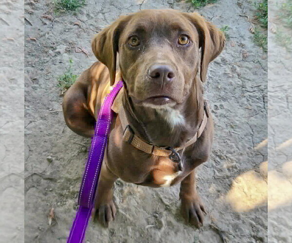 Medium Photo #5 - Mix Puppy For Sale in Huntley, IL, USA